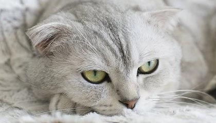 爱游戏官网-队医透露球员伤情，或将缺席下一轮比赛，队医挡出必进球