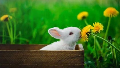 爱游戏内容中心-利物浦展现实力，大胜暗香疯传的敌人，利物浦资料